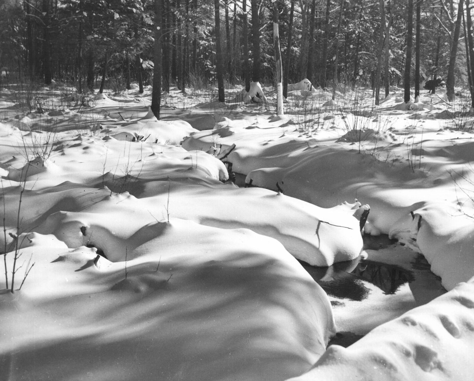Berkshire woods under a mantel of snow, undated